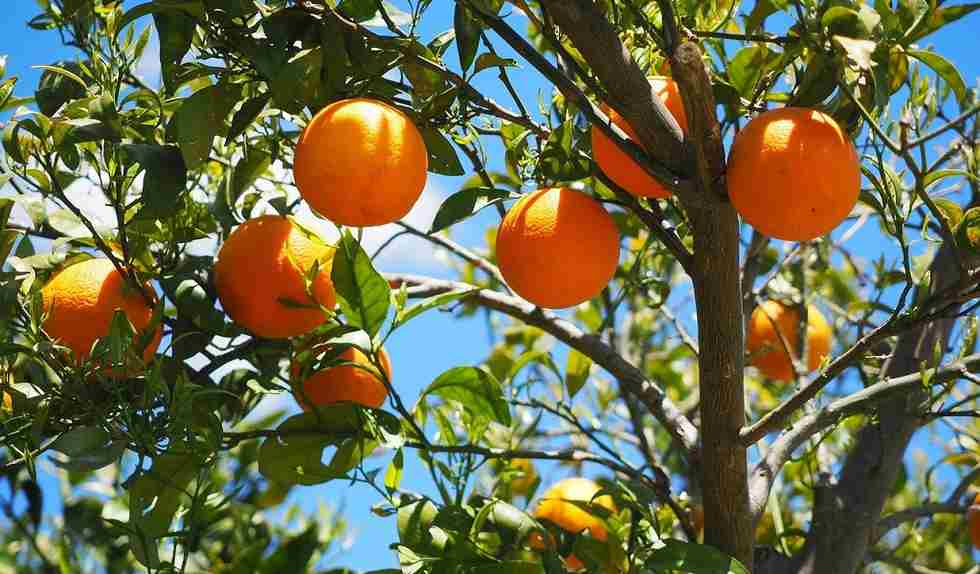 fruit trees